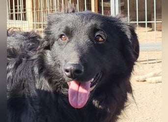 Duke ❤️ aufgeweckter, junger Kroat. Schäferhund-Mix-Bub!