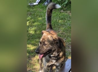Buddy- der tollste Hund in den richtigen Händen
