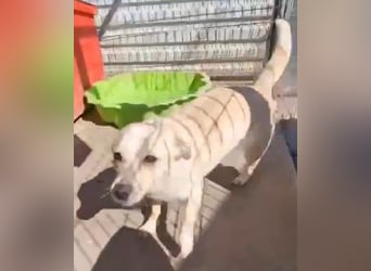 Junghund Boots hat sein Frauchen verloren