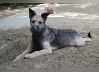 Jamie - ein toller, freundlicher, neugieriger Junghund
