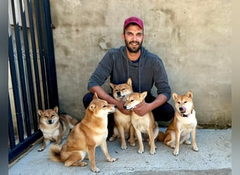 Shiba inu Welpen mit Papieren, Transport möglich!