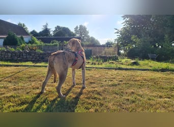 Pupcake Nala sucht ihre Familie