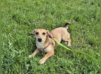 Zarte Amila sucht eine neue Familie