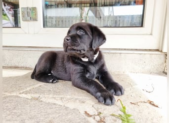 Edle Labrador Welpen (Schwarz/Foxred/Creme) mit Ahnentafel, Nachkommen von Champions