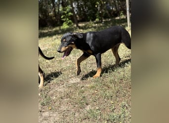 Dobermann - Mix, 5 Monate alt, rundum verträglich