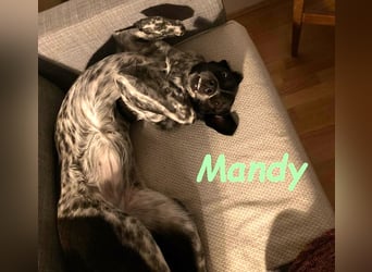 Mandy 04/2021 (in Deutschland) - lernwillige und verspielte, wunderschöne Hündin!