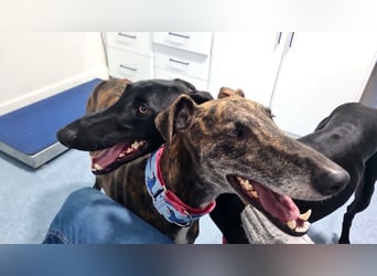 Roncel – freundlicher Galgo-Bub mit Köpfchen und Charme!