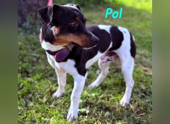 Pol 01/2023 (ESP) - warmherziger und charmanter, kleiner Bodeguero Mix!