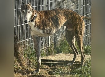 Pauli geb. 2017 (in Deutschland) - verschmuster und menschenbezogener Galgo ein absoluter Schatz!