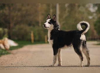 Lebensfroher Chico sucht sein Zuhause