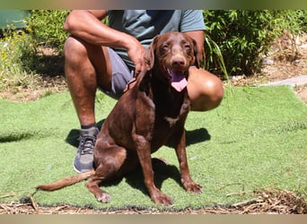Zoe, Labrador-Mix, lieb und sozial