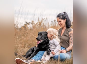 PAULI - Freundlicher Schäferhund sucht erfahrenes Zuhause