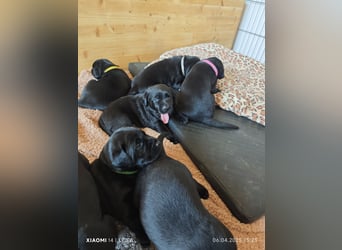 Labradorwelpen suchen bestes Zuhause