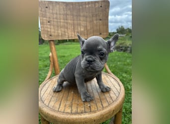 Französische Bulldogge