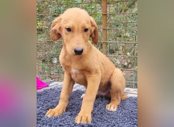 Kimbo ❤️ verspielter Labi-Bracke-Mix Bub