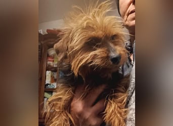 ⭐️LUENA⭐️, Hündin, 4 Jahre, 26cm, Yorkshire Terrier - Mischling, Tierschutz