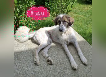 Milanka eine tolle Hündin