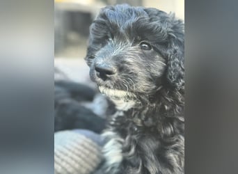 Labradoodle Ich bin der letzte aus diesem Wurf