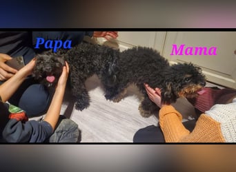 3 Minipudel/Zwergpudelwelprn hypoallergen!