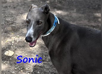 Sonic 04/2020 (ESP) - bildschöner, sehr lieber und eleganter Galgo!