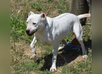 Mary - Sehr liebe (taube) Dogo-Argentino Hündin, ca. 3 Jahre alt, gut verträglich