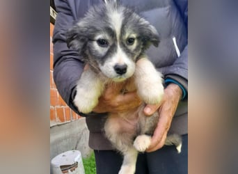 Tiara ❤️ aufgewecktes Husky-Mix Mädl