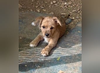Bartolillo, kleiner Bube sucht sein Glück