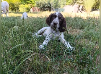 English setter Rüde Welpe