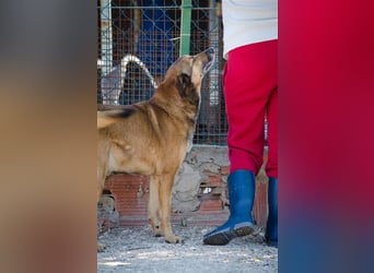 RAMBO sucht liebevolles Zuhause
