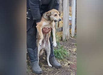 Kleiner Tierschutzhund Bröse❤️sucht Zuhause oder Pflegestelle