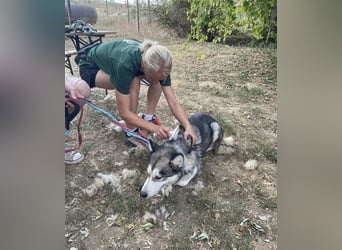 Maya, sanfte Malamute Hündin sucht liebevolle Menschen