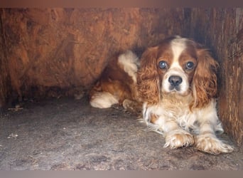 Spanko, schüchterener Cavalier King Charles Spaniel Rüde geb. 2017