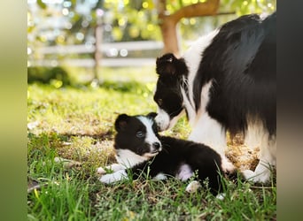 Sheltie 's wahre Seelenhunde