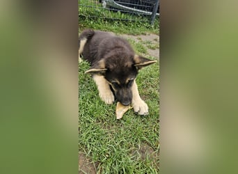 Osteuropäische Schäferhund Welpen