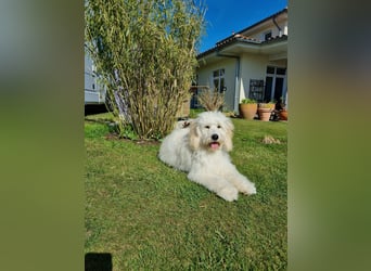 GOLDENDOODLE Traum ! Bezaubernde Welpen aus langjähriger+überprüfter Familienaufzucht.