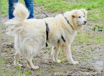 Puiu ist ein toller, super lieber Hund