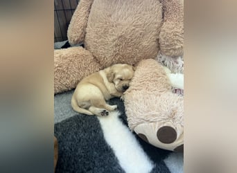Reinrassige Labrador Welpen m.P. aus liebevoller Zucht