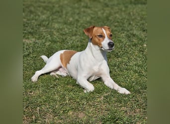5 wunderschöne Jack Russel Terrier Welpen