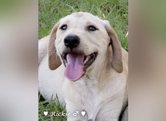 Ralfie, Roberta, Robbie und Rickie suchen eine Familie