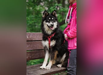 Bezaubernder Tierschutzhund Artek❤️sucht Pflege- oder Endstelle in liebevollem Zuhause