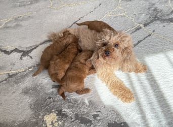 Kleine Toy Pudel rot braun (asiatische Linie)