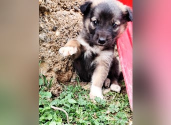Buddy sucht sein Zuhause – Eine kleine Fellnase mit viel Charme