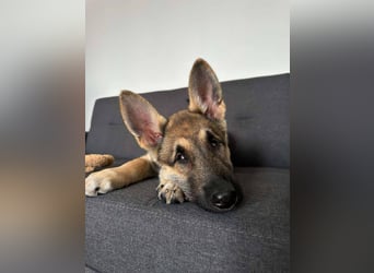 Wunderbare Deya sucht liebevolles Zuhause