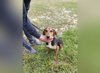 Liebenswerte Cleo aus Griechenland sucht ihr Glück