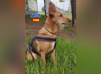 !!!Notfall!!!Thor,geb.06/19,liebenswerter Podenco Rüde sucht seine Familie