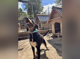 Kolt -Jagdterrier Mix