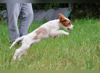Abenteurer - Irish Red and White Setter