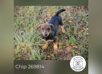 Chip 269814: Hundekind sucht ein Zuhause