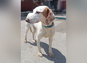 Liebe Lineta sucht ein Zuhause oder eine Pflegestelle