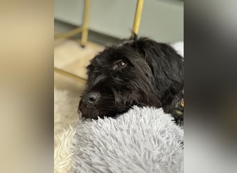 "Pumi“ – junge Schnauzer-Pumi-Mix Hündin sucht ländliches Zuhause